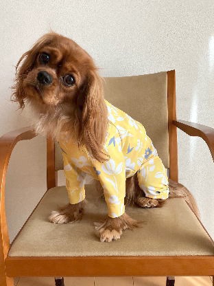 椅子に座るりーたん