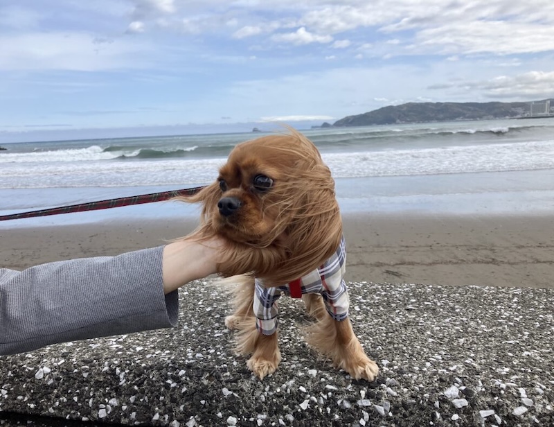 海辺のりーたん